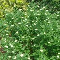 Cornus stolonifera 'Flariramea' P18 P25 (2)